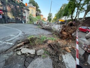 Roma, cade albero davanti al Policlinico Umberto I: colpite auto e motorini
