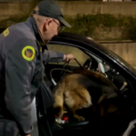 Reggio Calabria, cani fiutano corriere della droga: arrestato 45enne di Napoli