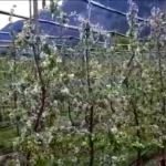 Trentino, l’ondata di gelo sui meleti in fiore
