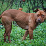 Cani e aggressioni, le caratteristiche dell’American Pitbull Terrier