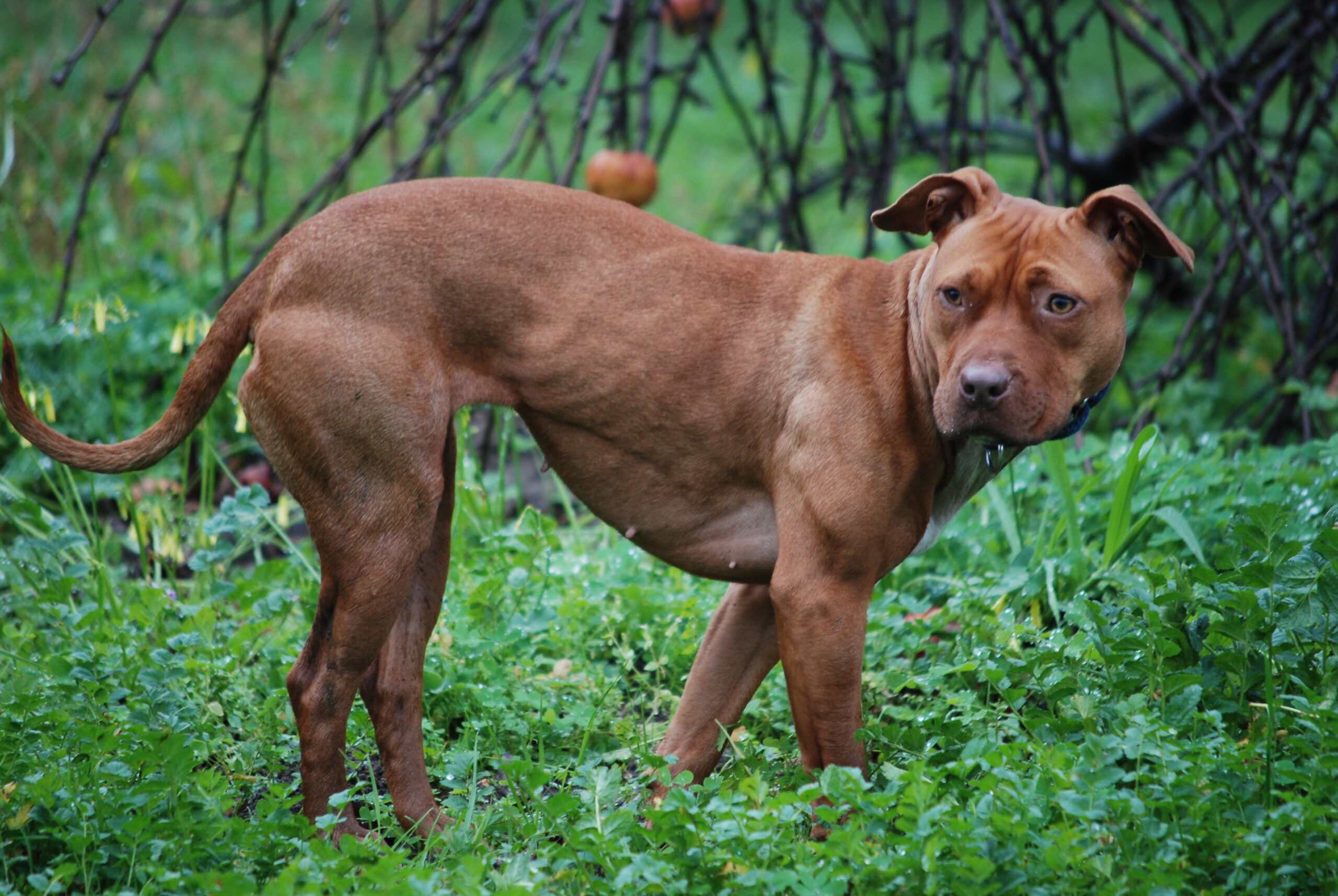 Cani e aggressioni, le caratteristiche dell’American Pitbull Terrier