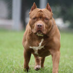 Roma, barboncino sbranato e ucciso in strada da pitbull al guinzaglio