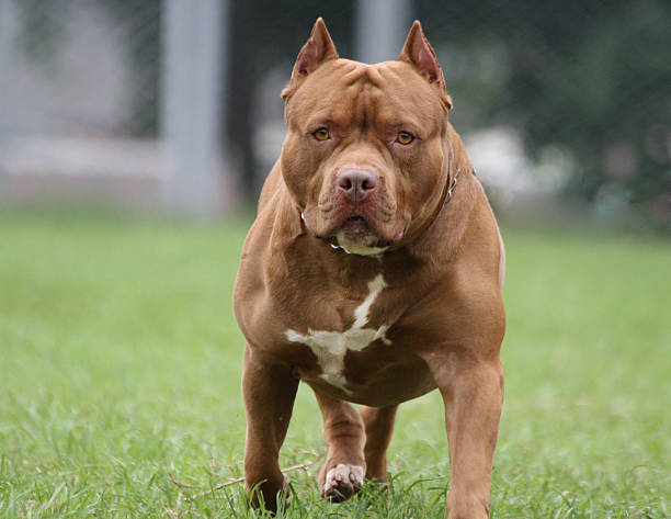 Vercelli, muore bambino di 5 mesi azzannato da pitbull