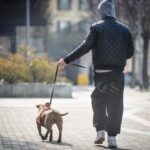 Cani, aggressioni mortali: tutte le norme per i padroni