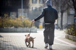 Cani, aggressioni mortali: tutte le norme per i padroni