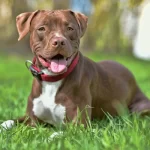 Salerno, bimbo 15 mesi muore azzannato da pitbull a Eboli