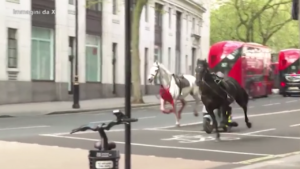 Londra, cavalli delle scuderie reali in fuga: panico nelle strade