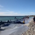 Australia, decine di balene spiaggiate: corsa per salvarle