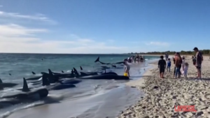 Australia, decine di balene spiaggiate: corsa per salvarle