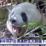 Cina, un panda selvatico avvistato in una riserva naturale