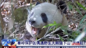 Cina, un panda selvatico avvistato in una riserva naturale