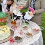 A Campobasso celebrato primo matrimonio fra cani, sposi due chihuahua