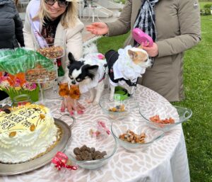A Campobasso celebrato primo matrimonio fra cani, sposi due chihuahua