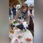 Campobasso, celebrato il primo matrimonio tra cani: sposi due chihuahua