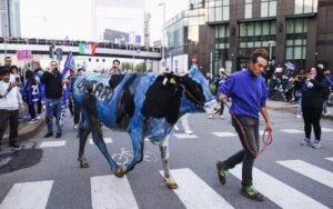 Scudetto Inter, denuncia Oipa per la mucca imbrattata durante la festa a Milano