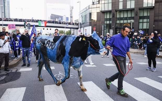 Scudetto Inter, denuncia Oipa per la mucca imbrattata durante la festa a Milano
