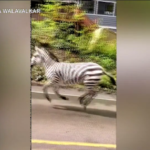 Usa, zebre in fuga per le strade di Washington