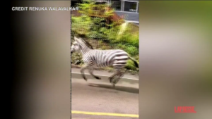 Usa, zebre in fuga per le strade di Washington