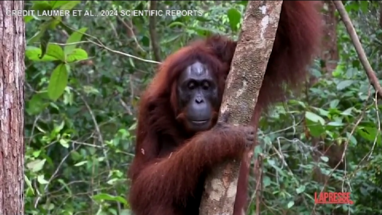 VIDEO The orangutan heals a wound with a medicinal plant, it is the first case