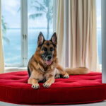 Günther VI, il cane milionario verrà clonato