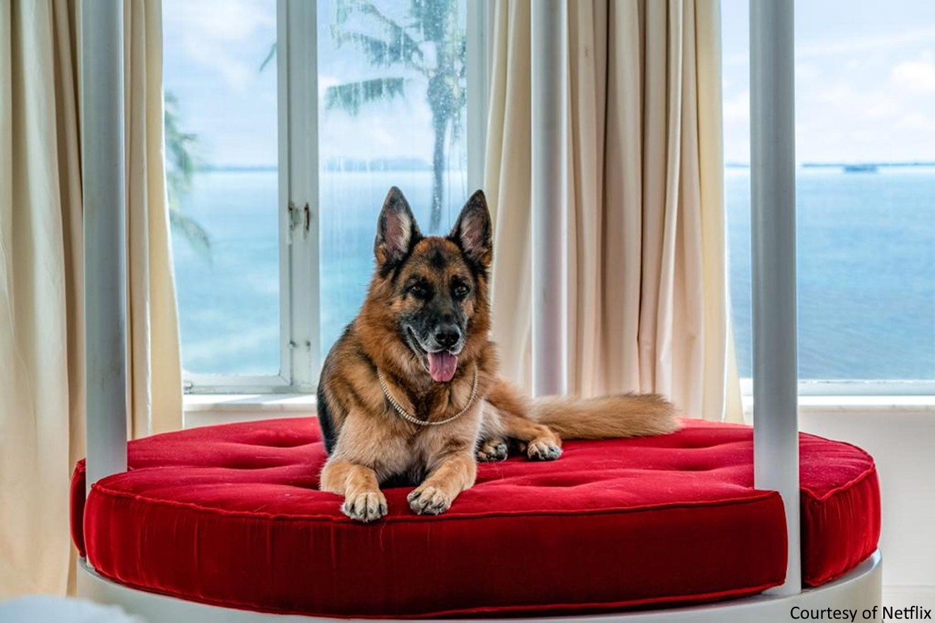 Günther VI, il cane milionario verrà clonato