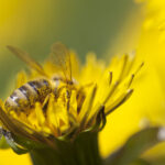 Le api custodi della biodiversità, da loro dipende il 90% della natura