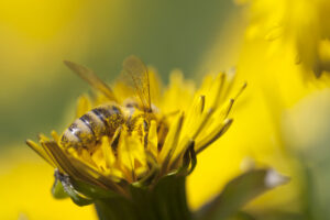 Le api custodi della biodiversità, da loro dipende il 90% della natura