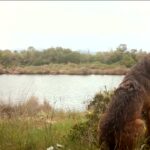 Orbetello, un lupo nell’Oasi WWF Laguna di Orbetello: il video