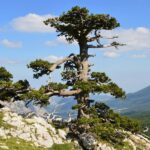 Tutela biodiversità, Italia scrigno di natura