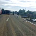 Vicenza, si ribalta camion di bestiame in A4: mucche in carreggiata