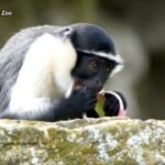 Regno Unito, allo zoo di Chester arriva una famiglia di scimmie Roloway
