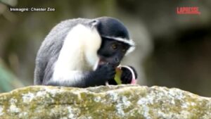 Regno Unito, allo zoo di Chester arriva una famiglia di scimmie Roloway