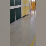 Termoli, serpente in pronto soccorso: panico in corsia