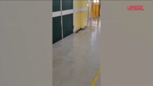 Termoli, serpente in pronto soccorso: panico in corsia