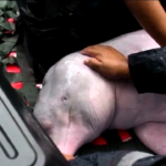 Bolivia, due delfini rosa salvati dopo essersi arenati in un fiume