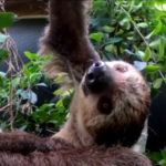 Usa, il bradipo didattilo Berry alla conquista dello zoo dell’Oregon