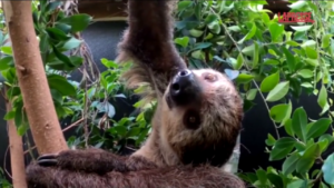 Usa, il bradipo didattilo Berry alla conquista dello zoo dell’Oregon