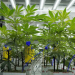 Cannabis light, emendamento governo ne vieta la vendita