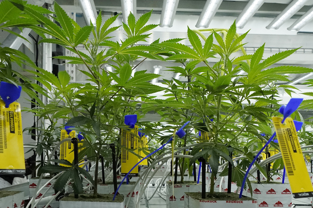 Cannabis light, emendamento governo ne vieta la vendita Cannabis light, emendamento governo ne vieta la vendita
