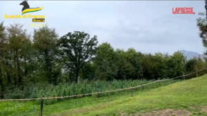 Brescia, coltivano marijuana nei campi di canapa: 8 misure cautelari
