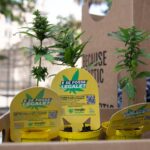 Ddl Sicurezza, da governo stop alla cannabis light: è parificata a droghe leggere