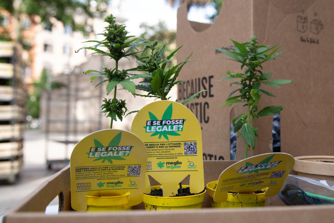 Ddl Sicurezza, da governo stop alla cannabis light: è parificata a droghe leggere