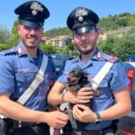 Roma, il cane Tokyo finisce in un tombino: salvato dai carabinieri