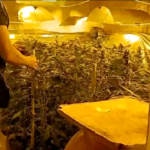 Napoli, scoperta piantagione di 369 piante di marijuana a Trecase