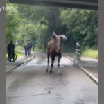 Germania, cammello scappa dal circo e gironzola per Stoccarda