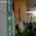 Usa, la rara pianta tropicale allo zoo di Nashville: fiorisce ogni sette-dieci anni