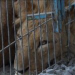 Evacuato lo zoo di Rafah, è corsa contro il tempo per salvare tutti gli animali