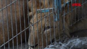Evacuato lo zoo di Rafah, è corsa contro il tempo per salvare tutti gli animali