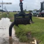 Texas, alligatore di oltre 3 metri rimosso da un fossato