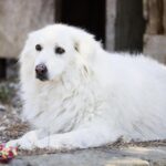 Cani abbandonati, Giusy D’Angelo (ENPA): “Entrano nei rifugi 93 cani al giorno”